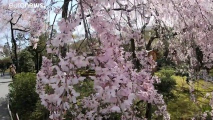 Японская сакура зацвела раньше из-за потепления климата