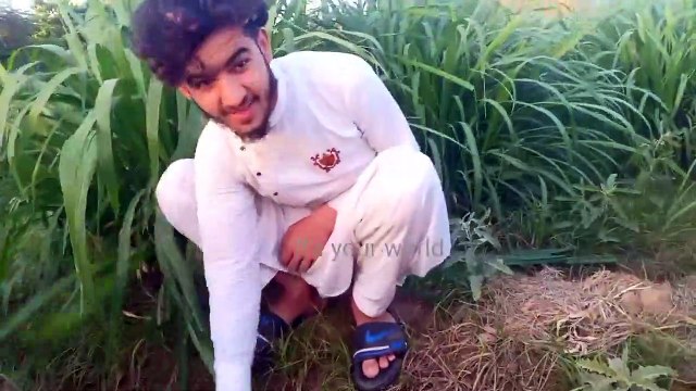 Harvesting of the Wheat (Gandam) Crop and greenish field,Malir k Khubsurat Baghaat.