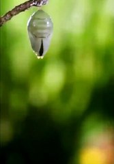 Best videos, Top videos, Viral videos Funny videos no. 31