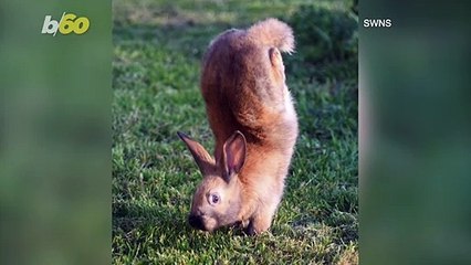 Jumping Jackrabbit! This Genetic Mutation Causes Rabbits To Do Handstands!