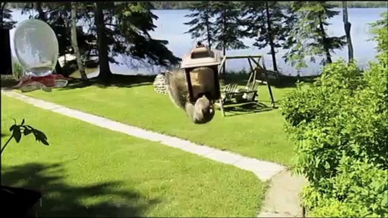 Squirrel Spinning on Bird Feeder