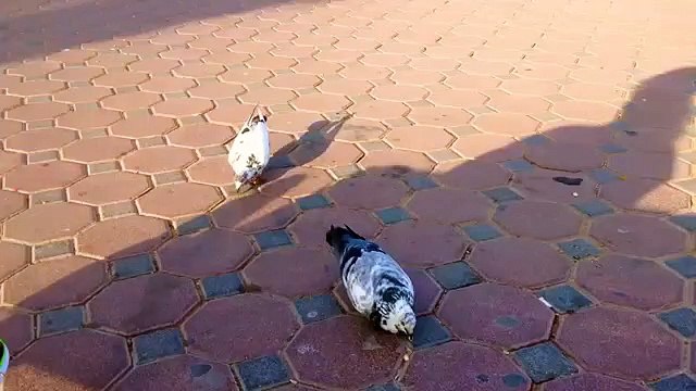 two Pigeons