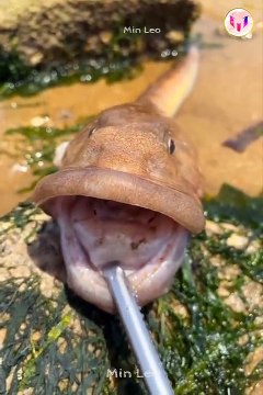 Catching Seafood Deep Sea Octopus (Catch Crab, Catch Fish) - Tik Tok #109