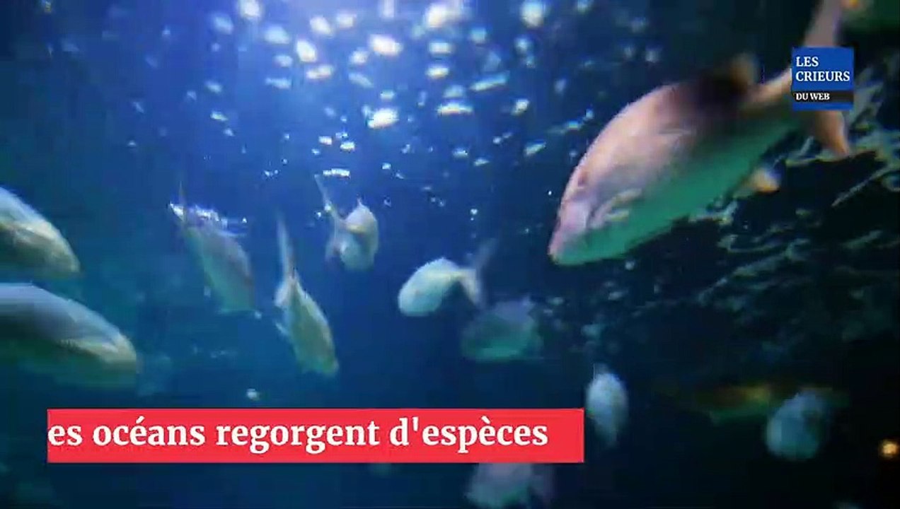 Un "dragon bleu", une espèce dangereuse de limace, aperçue sur une plage d'Afrique du Sud