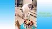 Cute Pets And Funny Animals  Will Make You Laugh For Hours. 2021 New Videos