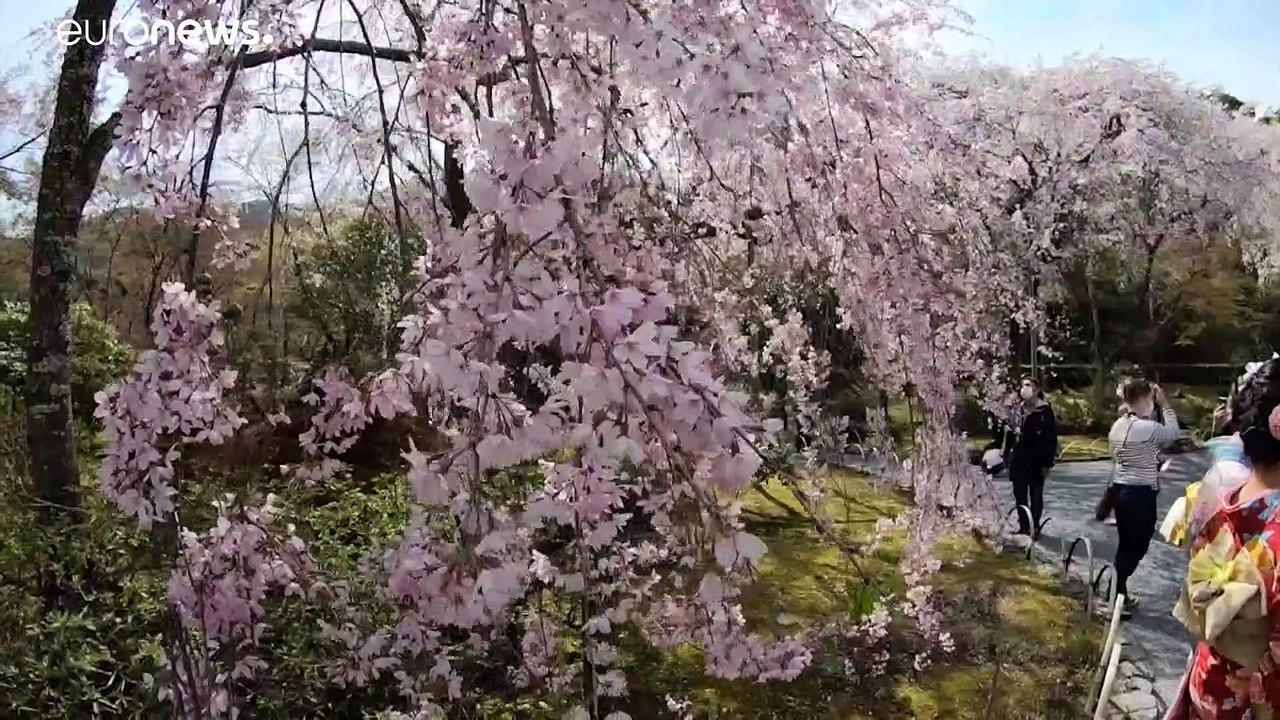 So früh wie noch nie: Japans Kirschblüte stellt Rekord auf