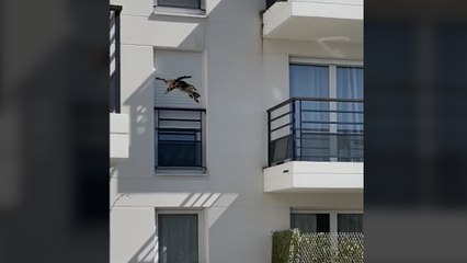 Orly Enferme Par Son Maitre Sur Un Bord De Fenetre Durant Des Jours Le Chat Woodie Tombe Du 3e Etage Le Parisien