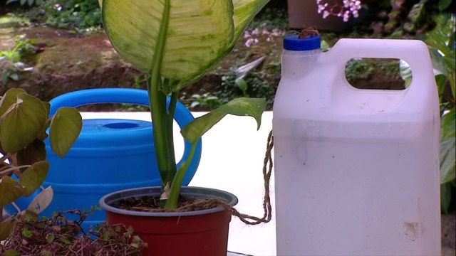 bd-cuidado-de-plantas-050421