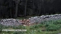 Puglia: numeroso branco di cinghiali attraversa la strada in zona Gravina, anche i cuccioli abilissimi a scavalcare i muretti a secco - video