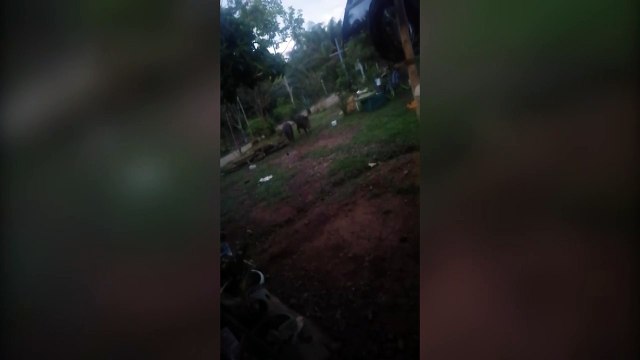 ext-chanchos-de-monte-050421