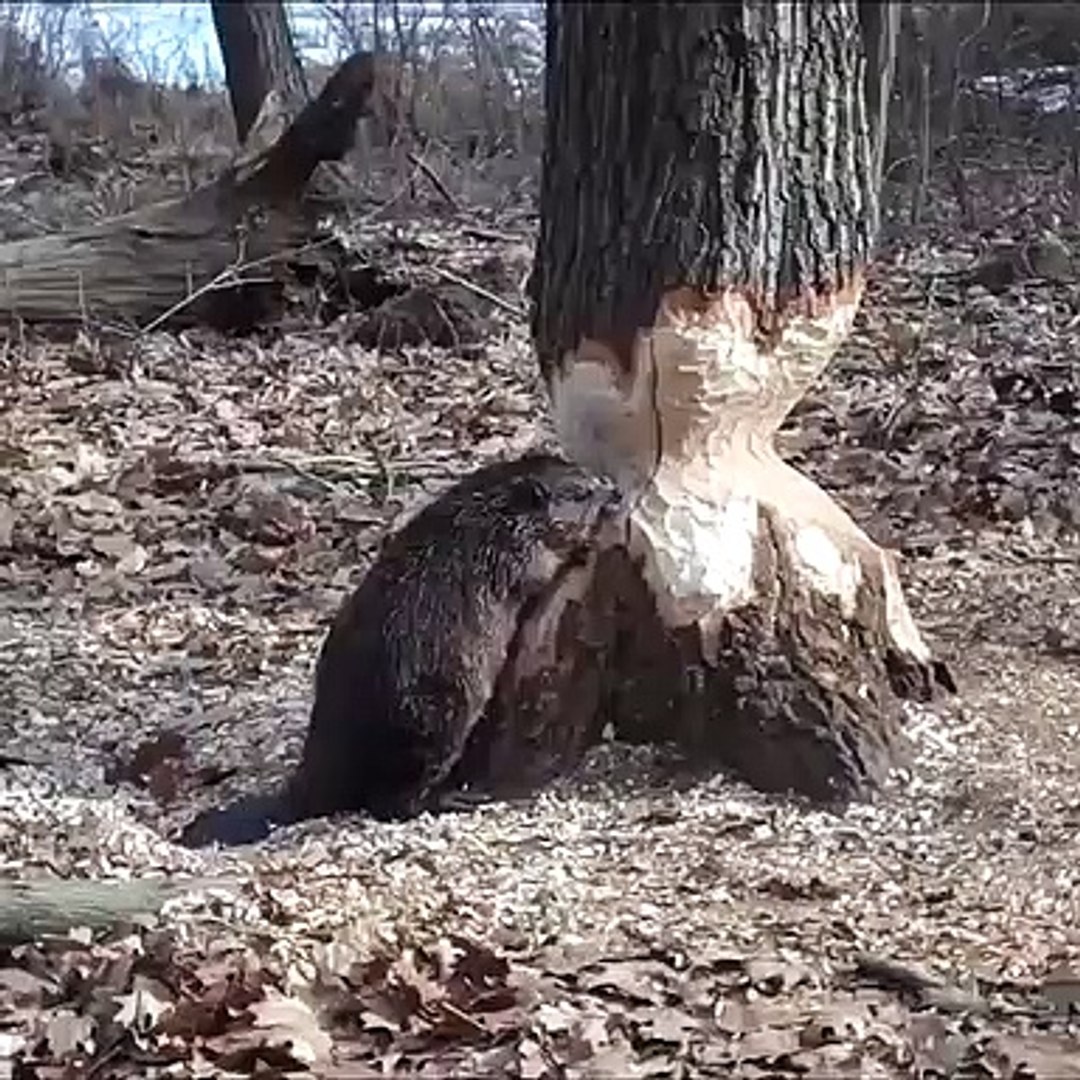 Beaver Cutting Tree