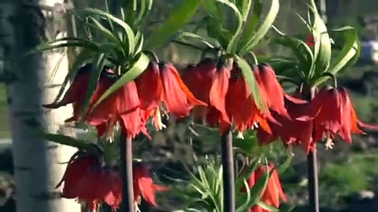 Ters Laleler Çiçek Açtı