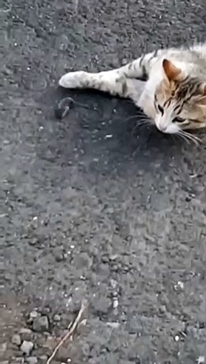 Mouse Rolls Over for Cat