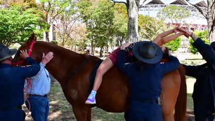 Doutor Cavalo