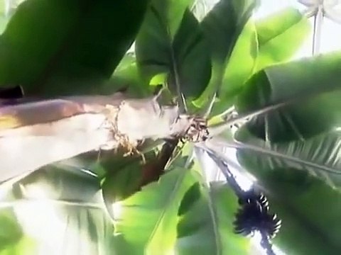 Gigantes(Mistérios e Mitos)Quem eram os nefilins?(Dublado)