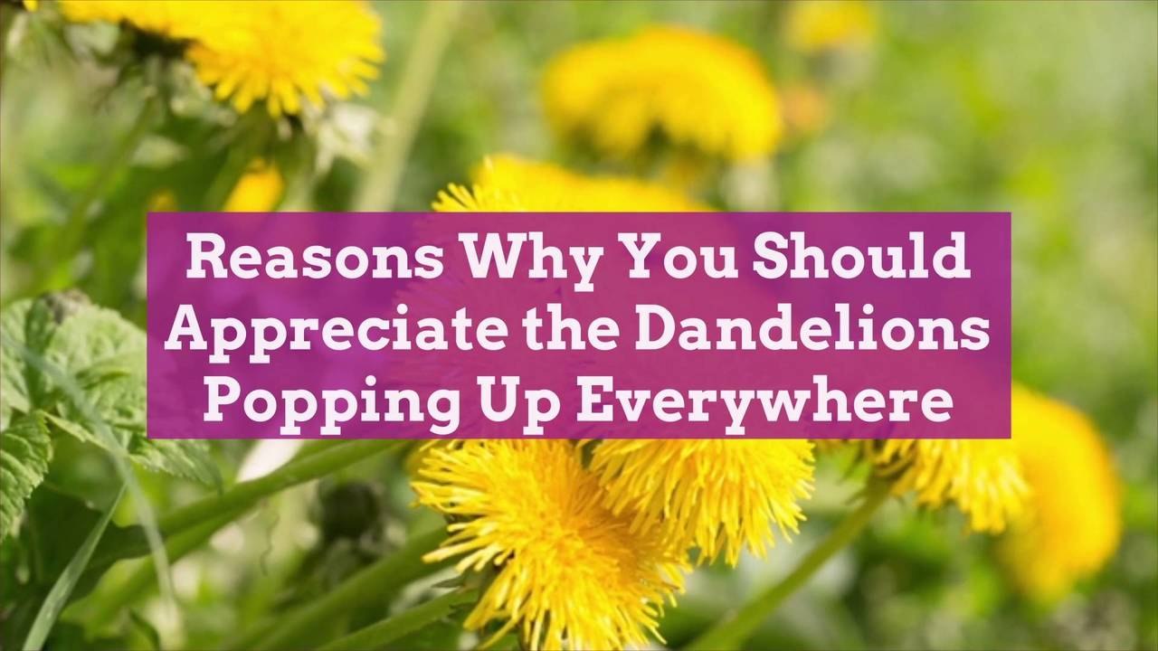Reasons Why You Should Appreciate the Dandelions Popping Up Everywhere