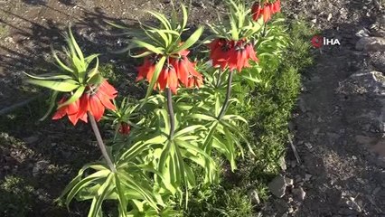 Cezası el yakıyor, görüntüsü kartpostalı andırıyor