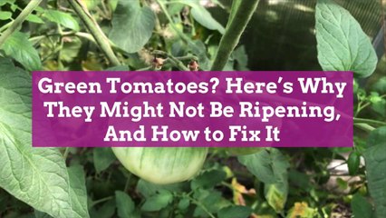 Green Tomatoes? Here's Why They Might Not Be Ripening, And How to Fix It