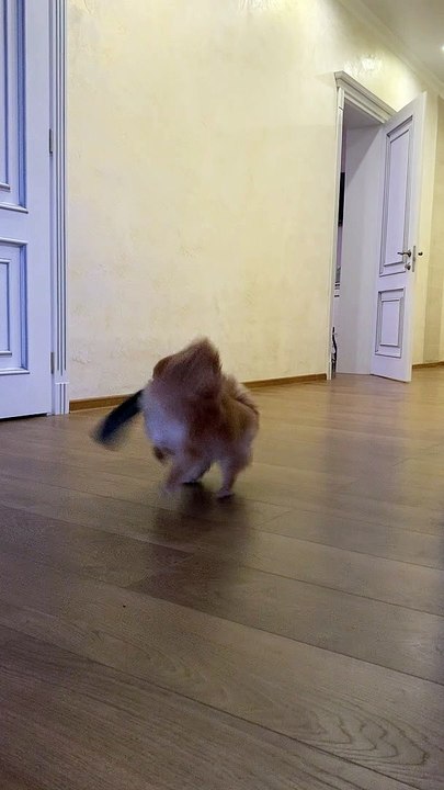 Pomeranian Shakes Slipper