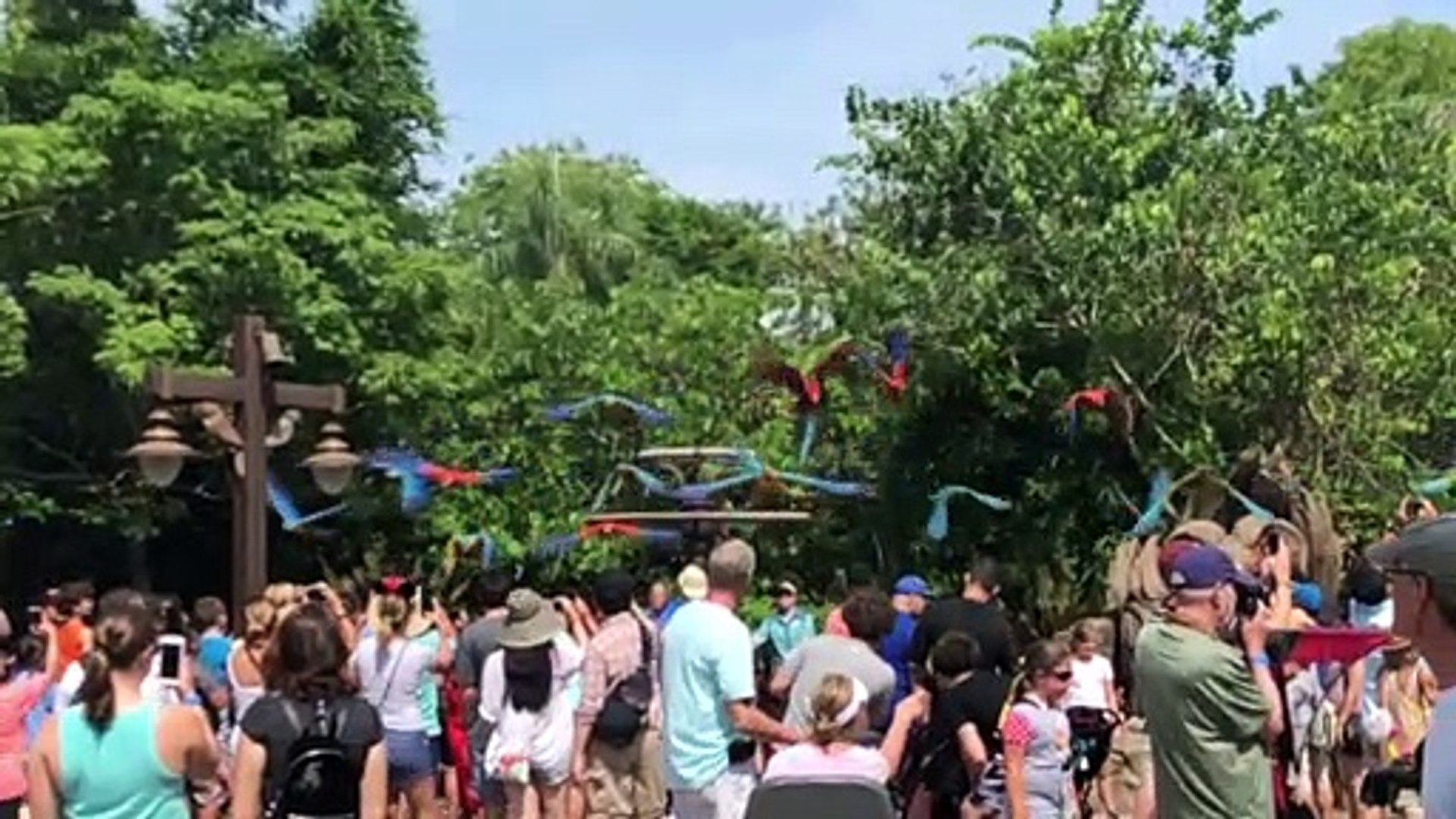 ⁣Slow-Mo of Parrots Flying Overhead