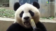 Have You Ever Seen Panda Asmr ? | Cute Panda Eating Bamboo Asmr