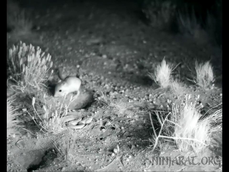 Ce rat évite la morsure d'un serpent d'une façon incroyable