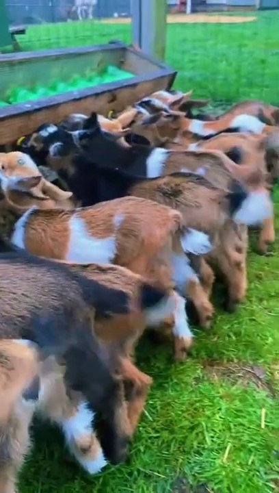 Quoi de plus mignon que des chevreaux qui boivent du lait