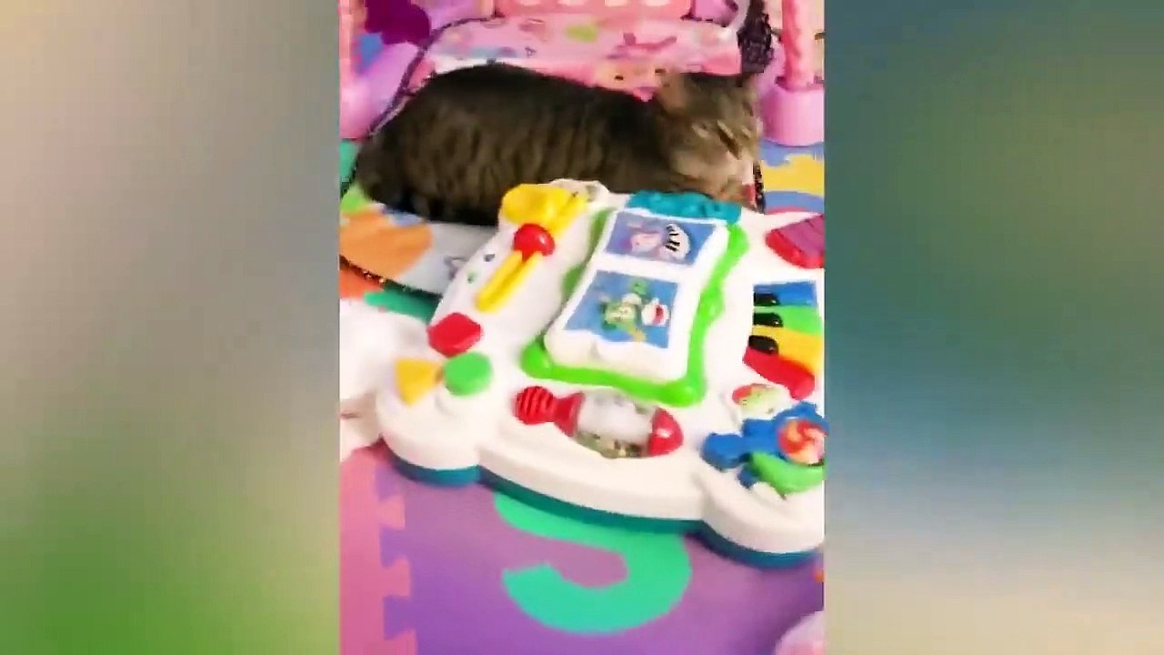 Bebés graciosos y gatos super tiernos