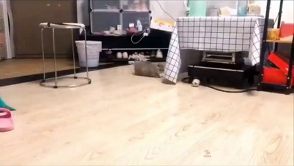 Gatos bebés - Tiernos y traviesos