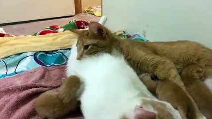 Скачать видео: gatitos bebes recién nacidos super tiernos