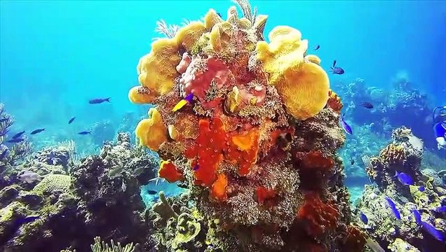 Top 10 Animales Reales Que No Sabías Que Existen