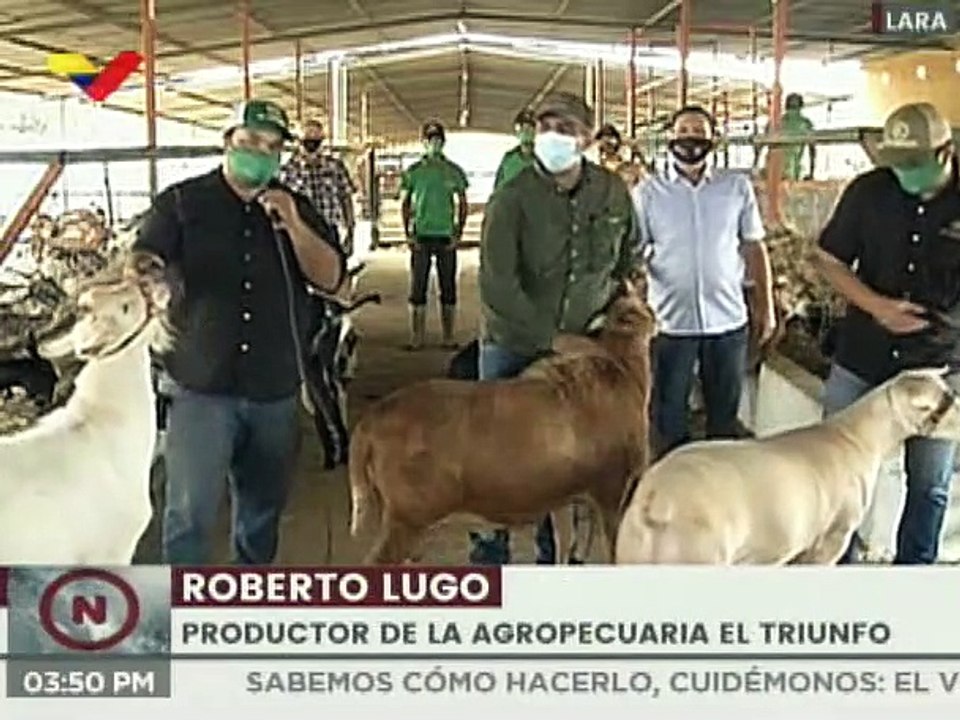 Agroinversión El Triunfo impulsa más 400 ovinos...