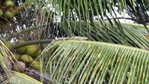 Una iguana invasora de América Latina amenaza a la iguana de las Antillas