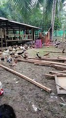 Manok