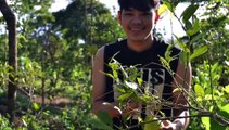 Harvesting Lemons