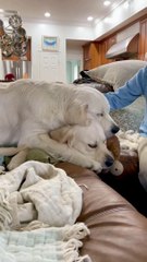 10-Month-Old Pup Lays on Top of His Sister Polly