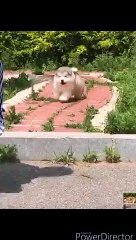 CHUBBY PUPPIES - SO CUTE