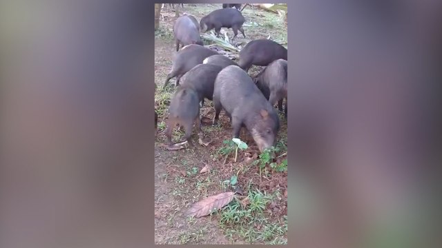 ext-chancho-monte-050421