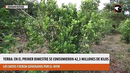 Yerba mate: durante el primer bimestre el consumo interno fue de 42,3 millones de kilos