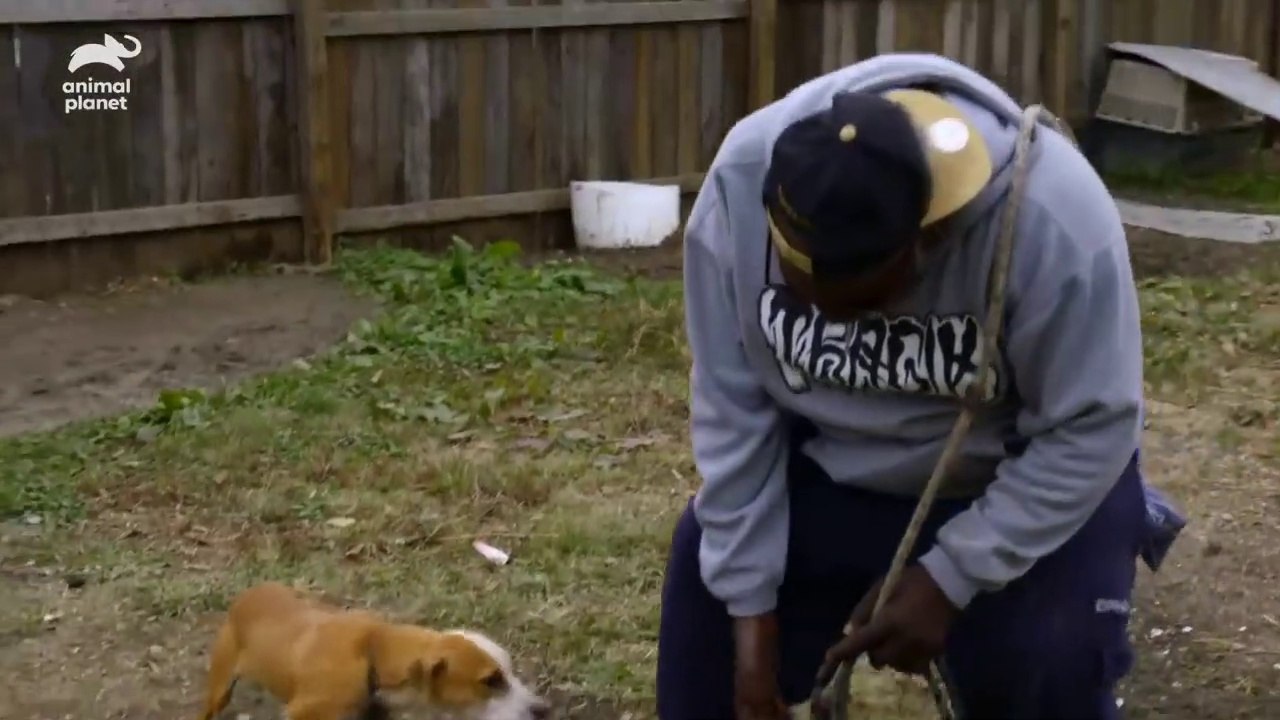 38 Dogs Saved From Horrific Conditions _ Pit Bulls & Parolees