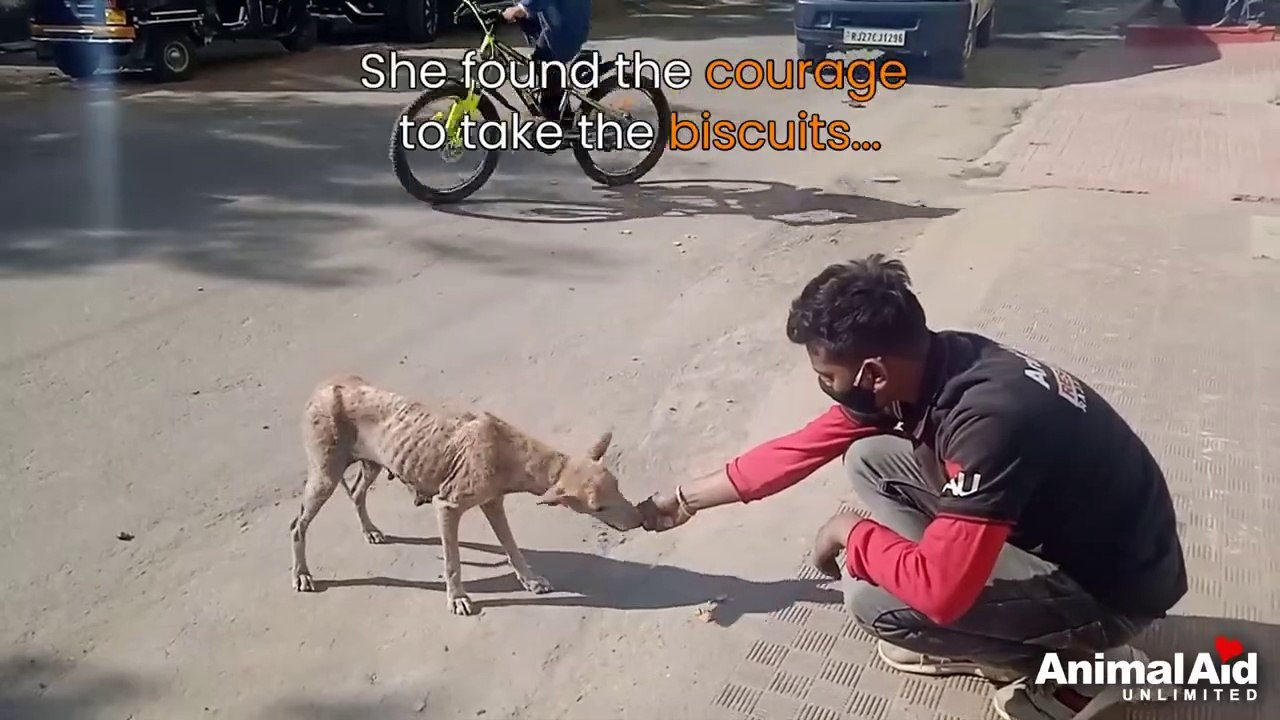 Mumma and Little Coco's beautiful recovery from life-threatening mange.