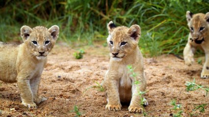 MALIKA THE LION QUEEN Documentary Movie Clip - Maternal Instinct