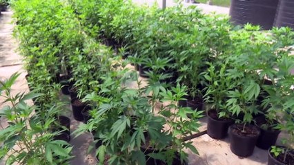 Illegal Importation On Marijuana Seeds On The Rise