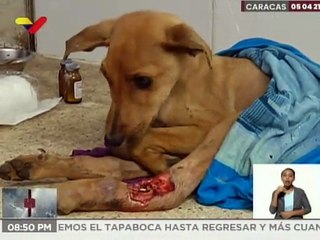 Entérate | Misión Nevado atiende integralmente a un promedio de 200 mascotas diarias en Caracas