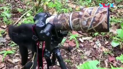 Kocak! Gaya Monyet Memotret Seperti Fotografer Profesional