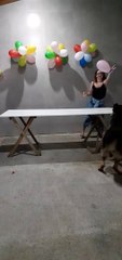 Dog Surprises Owners by Playing a Balloon Game