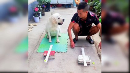 Baby Dogs - Cute and Funny Dog Videos Compilation #38