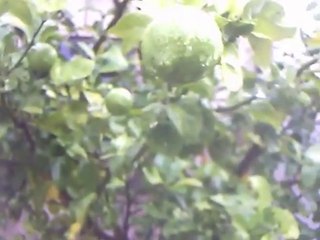 ✅LIMÃO SICILIANO NO QUINTAL