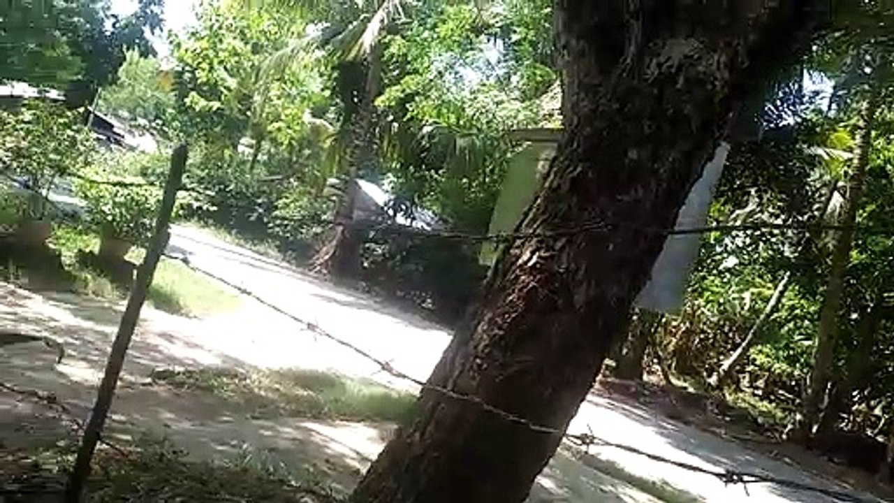 nature