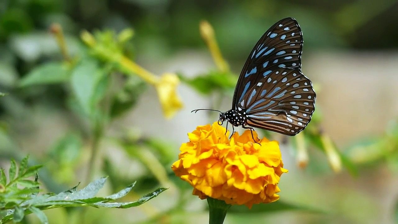 Natureza Calma - Video 720p | Calm Nature  | Vidéo 720p 穏やかな自然-ビデオ720p | Naturaleza tranquila | Natura calma | پرسکون فطرت - ویڈیو 720p